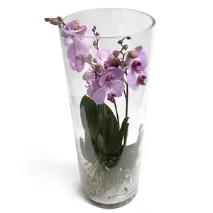 Orchidee in glas lila/paars