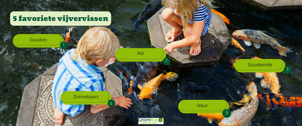 5 favoriete vijvervissen - GroenRijk Schalk Prinsenbeek