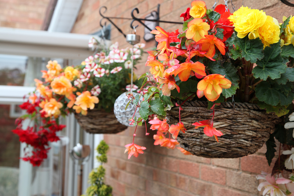  Zelfgekweekte perkplanten | GroenRijk Groenlo  | Tuincentrum Breda  | Begonia  | hanging baskets