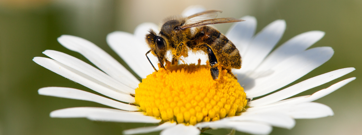 Bij-vriendelijke planten