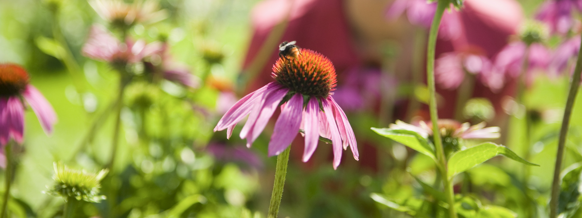 Bij-vriendelijke planten