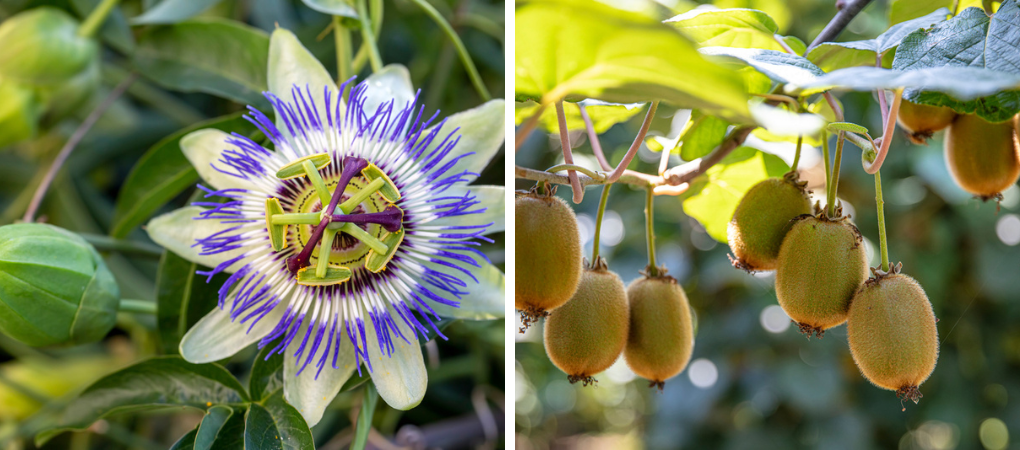 GroenRijk Prinsenbeek | Fruitbomen