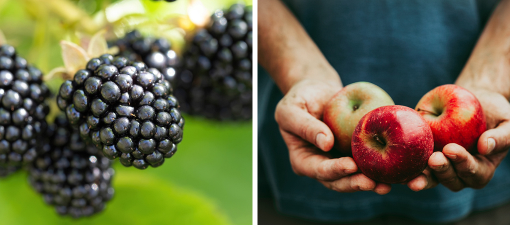 GroenRijk Prinsenbeek | Fruitbomen