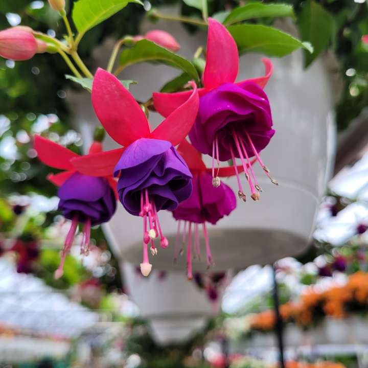 Fuchsia | hanging baskets | tuincentrum Breda | GroenRijk Prinsenbeek