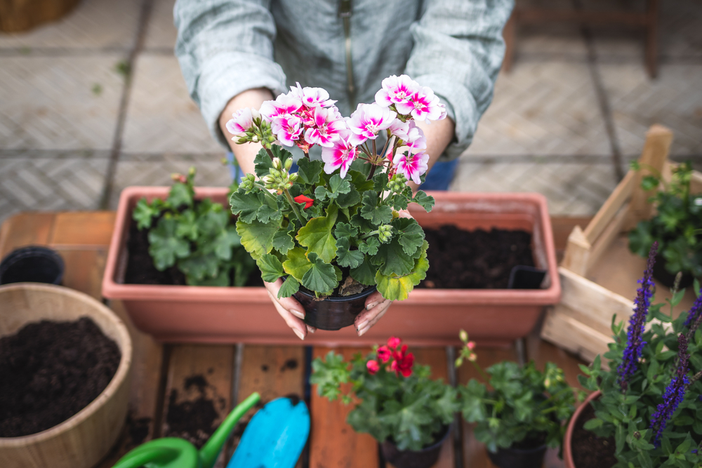 Geranium| pelargonium | Zelfgekweekte perkplanten | eenjarige planten | Tuinplanten | Tuincentrum Breda | GroenRijk Groenlo