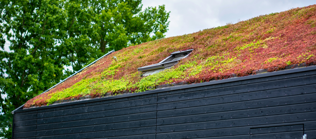 GroenRijk Prinsenbeek | Groen dak | Welke planten zijn geschikt?