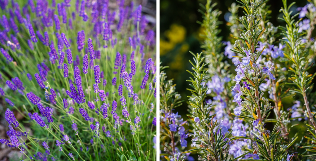 GroenRijk Prinsenbeek | Mediterrane planten