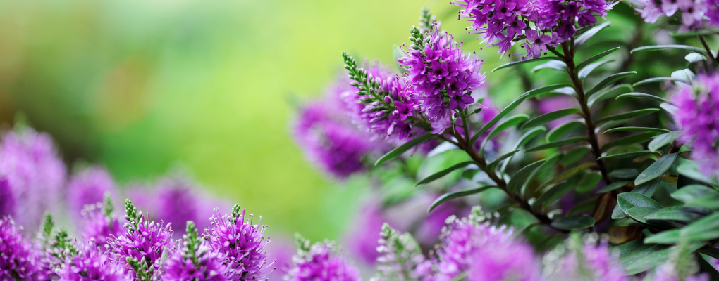 GroenRijk Prinsenbeek - Een tuin vol met najaarsplanten