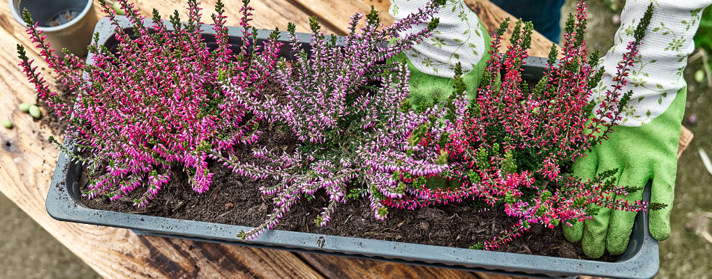 GroenRijk Prinsenbeek - Een tuin vol met najaarsplanten