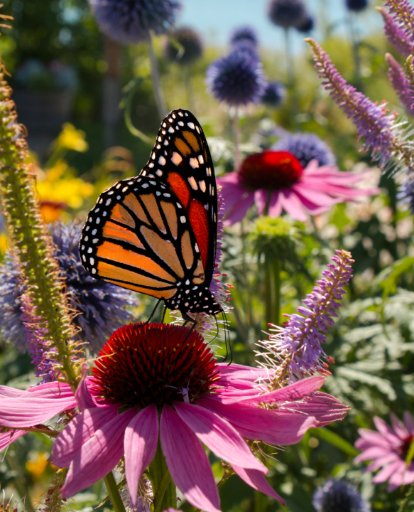Echinacea kopen? Kom naar GroenRijk Schalk Prinsenbeek!