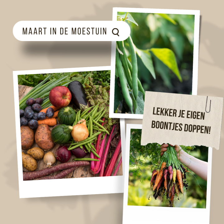 Maart in de moestuin 