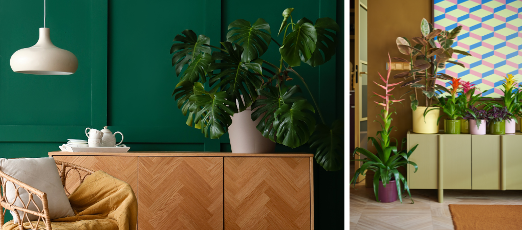 GroenRijk Prinsenbeek | Kamerplanten