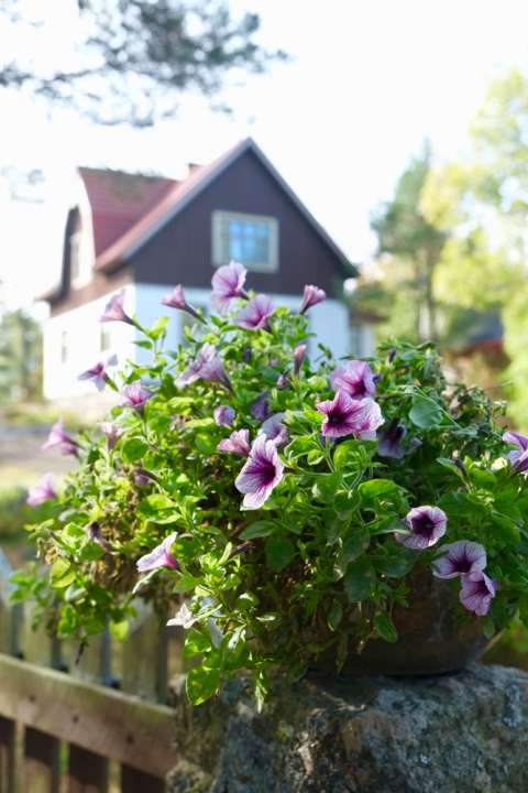 Petunias | eigen kwekerij | tuincentrum Breda | GroenRijk Groenlo