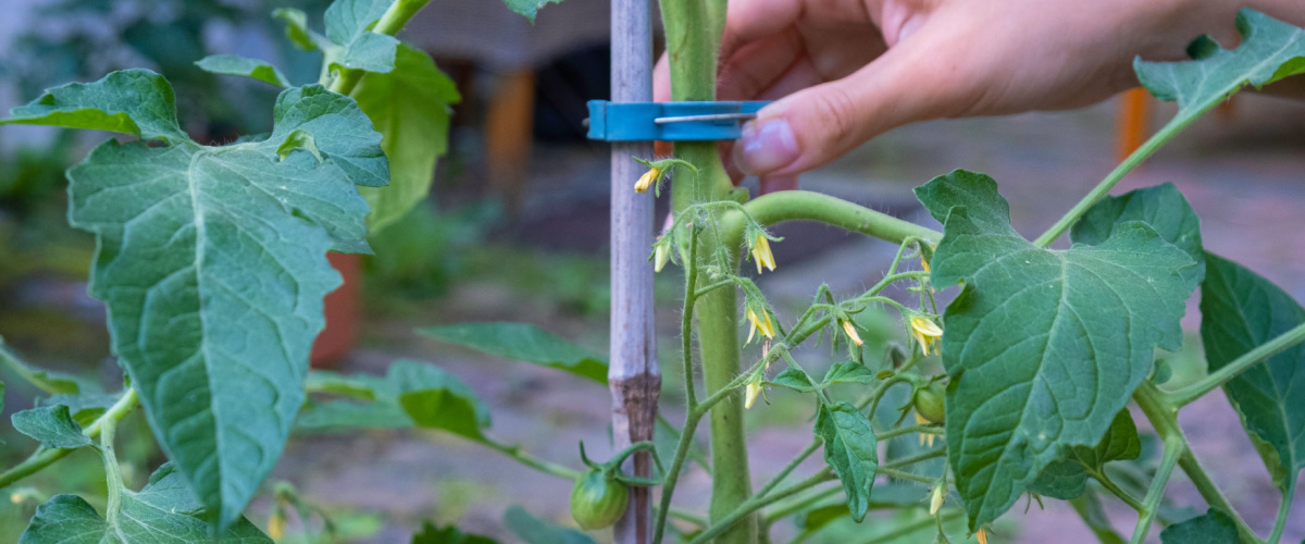 Planten opbinden - GroenRijk Schalk Prinsenbeek