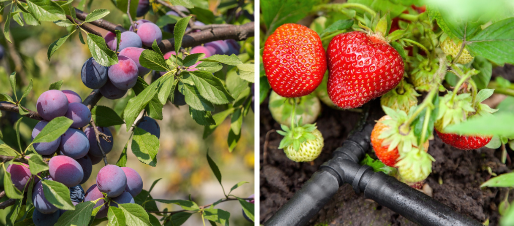 GroenRijk Prinsenbeek | Fruitbomen