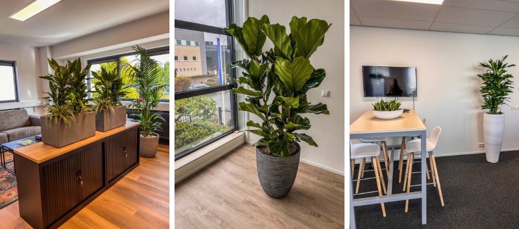 GroenRijk Prinsenbeek | Kantoorplanten