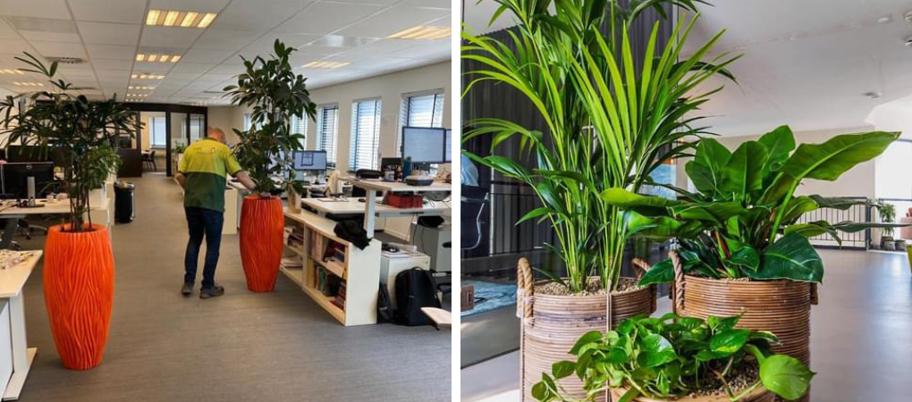 GroenRijk Prinsenbeek | Kantoorplanten