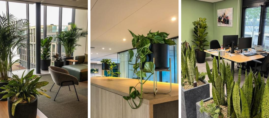 GroenRijk Prinsenbeek | Kantoorplanten