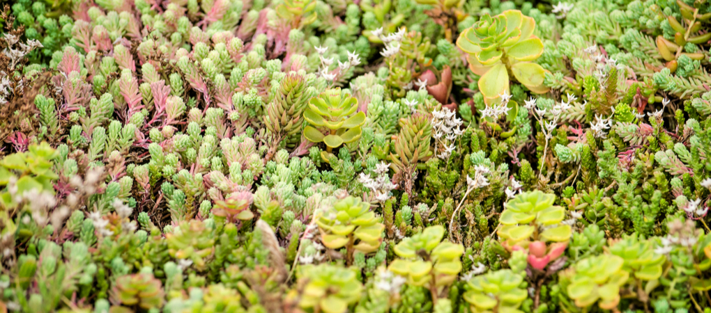 GroenRijk Prinsenbeek | Groen dak | Welke planten zijn geschikt?