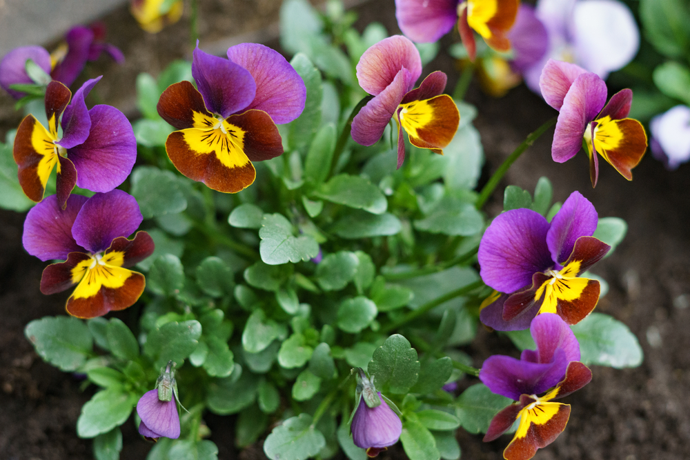  Zelfgekweekte perkplanten | Viooltjes | Tuincentrum Brede | GroenRijk Groenlo 