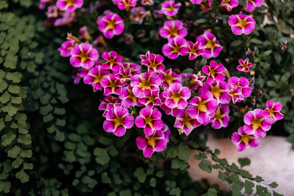 Zelfgekweekte perkplanten | eenjarige planten | Tuinplanten | Tuincentrum Breda | GroenRijk Groenlo