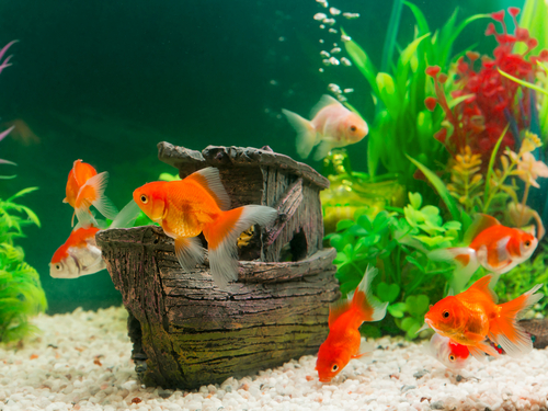 Alles voor je aquarium en vijver vind je bij GroenRijk Prinsenbeek