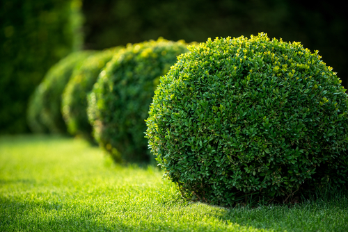 Buxus nabij Breda? Kom naar GroenRijk Prinsenbeek!