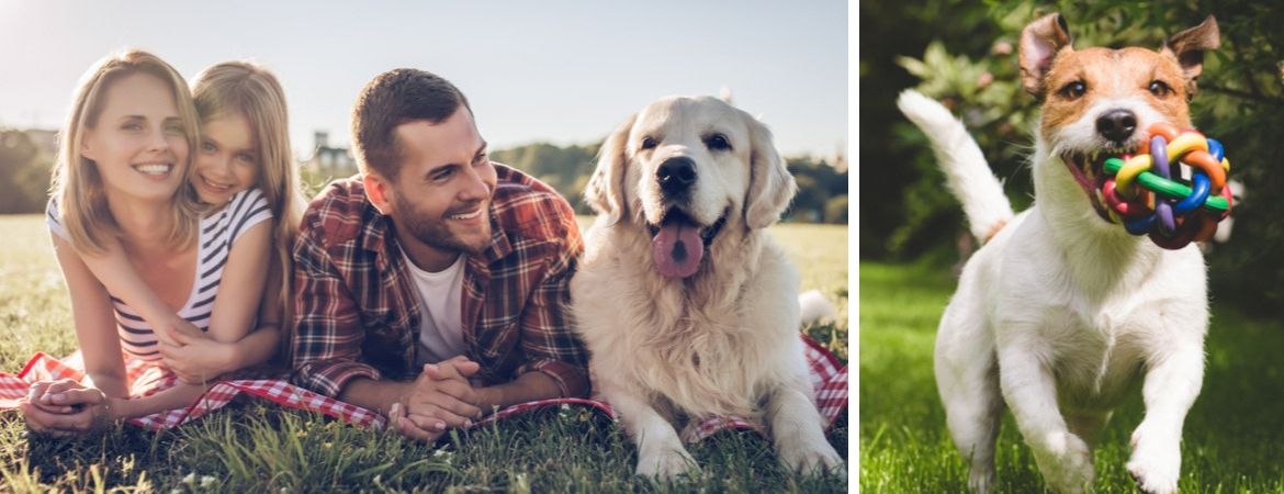 Alles voor uw hond vindt u in de dierenwinkel bij GroenRijk Schalk Prinsenbeek, nabij Breda