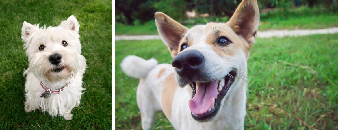 Alles voor uw hond vindt u in de dierenwinkel bij GroenRijk Schalk Prinsenbeek, nabij Breda