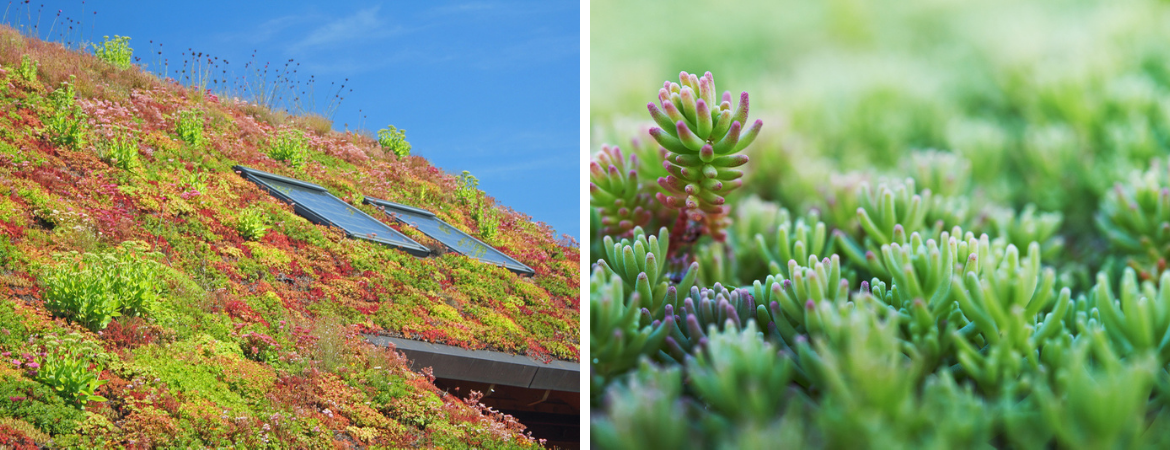 GroenRijk Schalk Prinsenbeek | Groen Klimaatplein | Groen dak