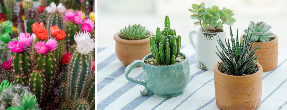 Cactussen en vetplanten | GroenRijk Prinsenbeek, nabij Breda