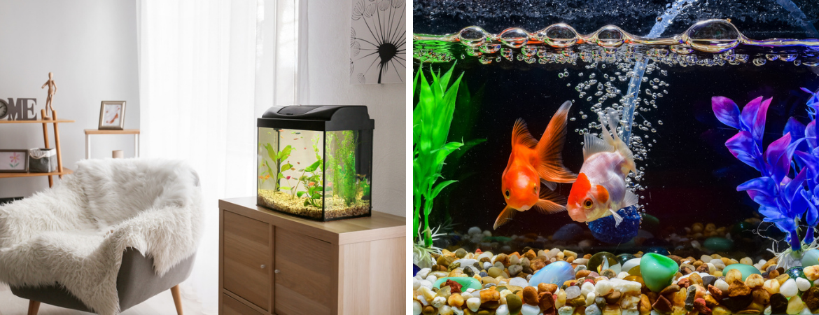 GroenRijk Schalk Prinsenbeek | Aquarium | Aquarium planten