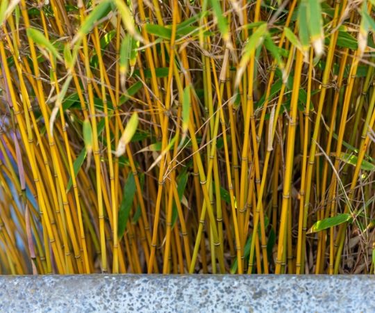 Bamboe kopen | Fargesia | GroenRijk Prinsenbeek | Breda