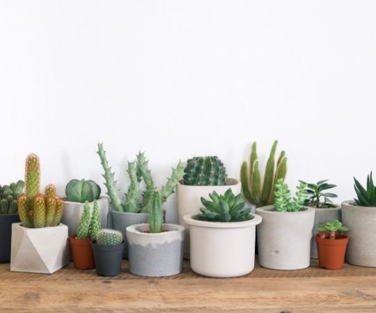 Cactussen en vetplanten | GroenRijk Prinsenbeek, nabij Breda