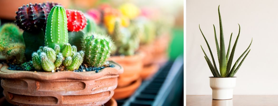 Cactussen en vetplanten | GroenRijk Prinsenbeek, nabij Breda