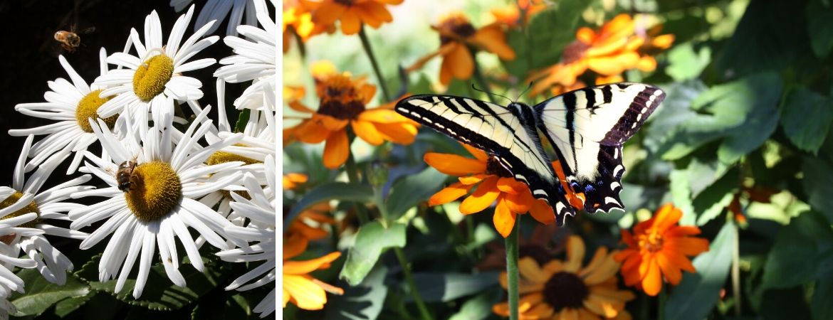 GroenRijk Prinsenbeek | Breda | Vlinders | Insecten | Tuin | Biodiversiteit