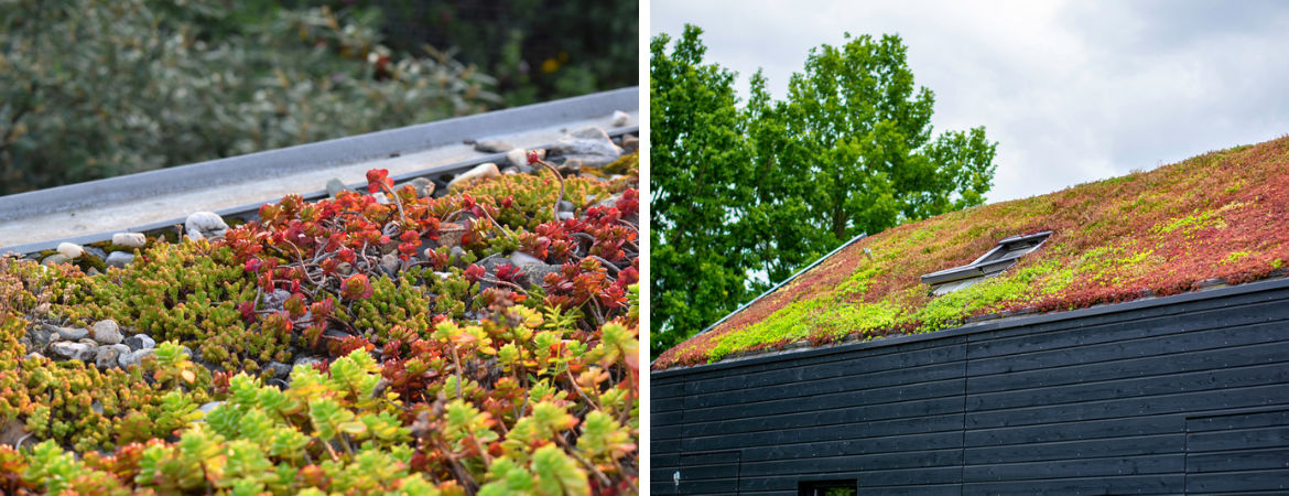 GroenRijk Schalk Prinsenbeek | Groen Klimaatplein | Groen dak