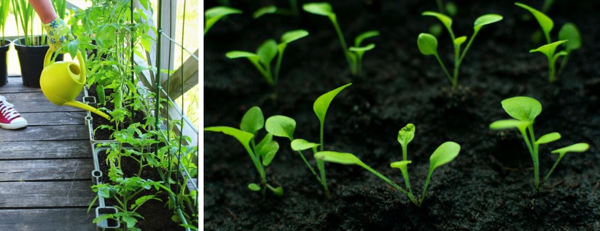 vaardigheid vloeistof slachtoffer Moestuin