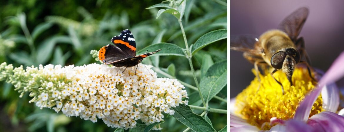 GroenRijk Prinsenbeek | Breda | Vlinders | Insecten | Tuin | Biodiversiteit