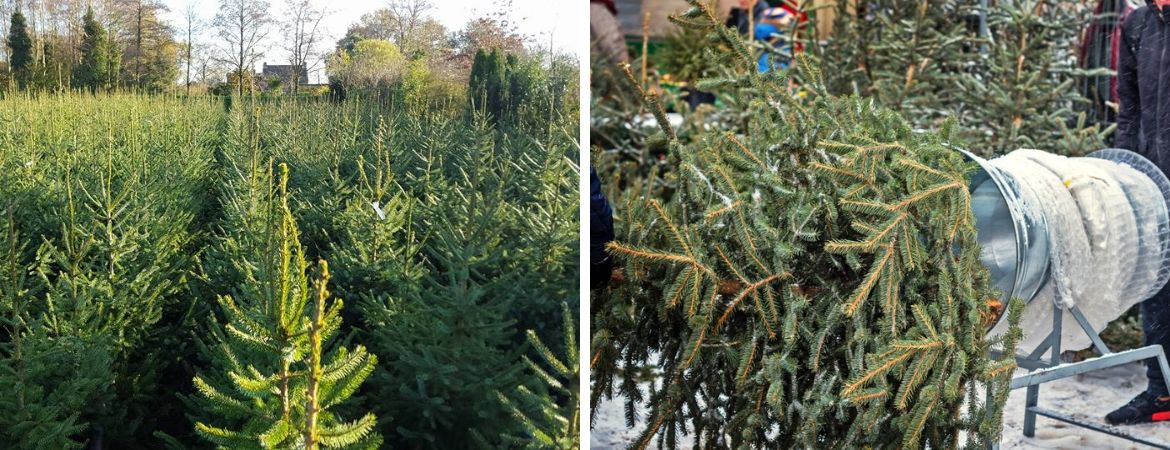 Kerstbomen kopen bij GroenRijk Schalk Prinsenbeek, nabij Breda