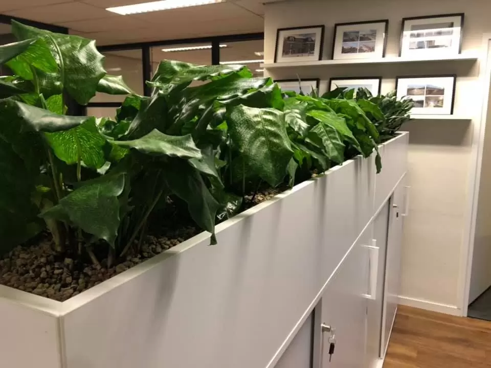 Kantoorplanten
