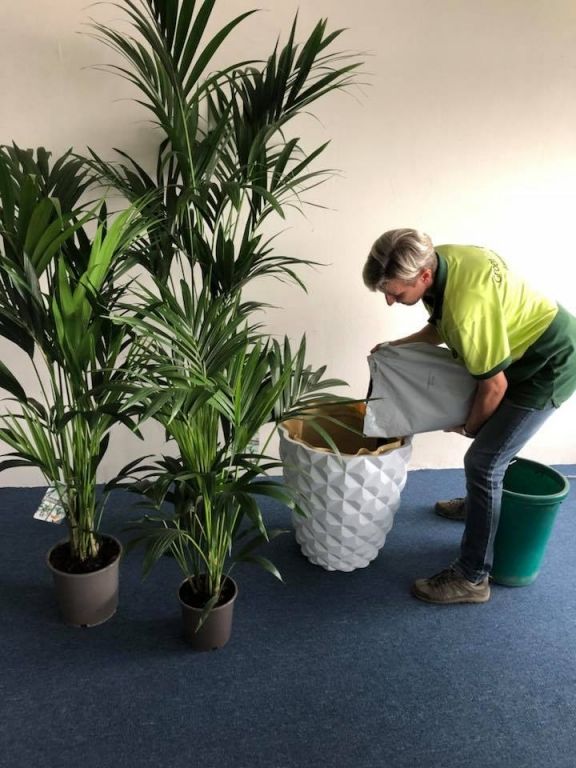 Mooi en groen: kantoorbeplanting Mooi en groen: kantoorbeplanting