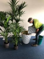 Mooi en groen: kantoorbeplanting Mooi en groen: kantoorbeplanting