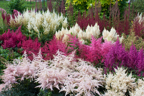 5 planten voor een tuin met schaduw