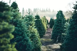 Tips om de kerstboom langer mooi te houden