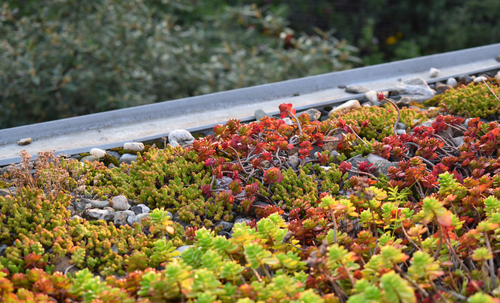 Een groen dak: welke planten zijn geschikt?