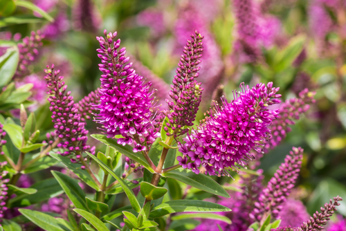 Een tuin vol met najaarsplanten