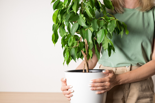 Ficus: dé kamerplant voor in huis