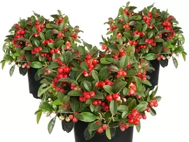 Gaultheria: winterhard en groenblijvend