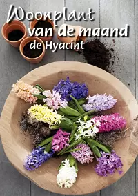 Hyacint, Woonplant van de maand december